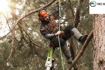 Top 5 Practical Tips And Advice While Choosing An Arborist