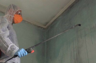 What Is Mold and Why Should You Care