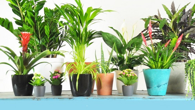 Top 10 Must-have Air-purifying Plants