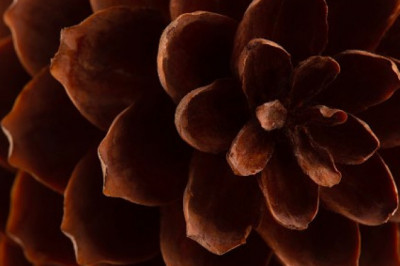 All About Brown Color Flowers