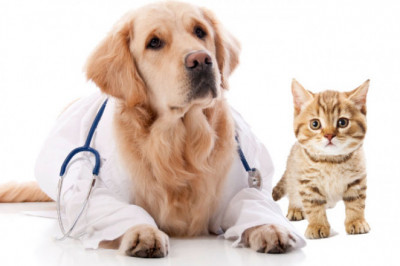 Global Pet Insurance Market Production, Growth, Share And Forecast 2029