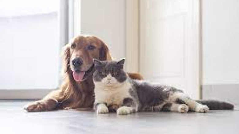 life with pets in mumbai