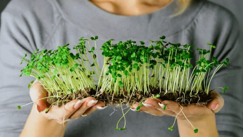 Microgreens Market Forecast, share, size, and Growth 2027