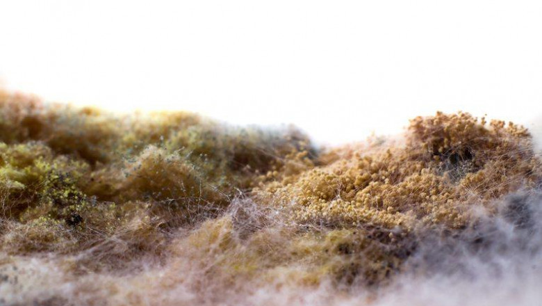 Mold Inhibitors Market - Forecast (2021 - 2026)