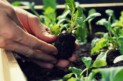 Tips To Start Gardening And How It Affects Our Environment