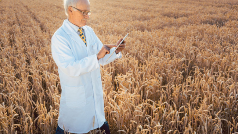 Wheat Zoomer Test