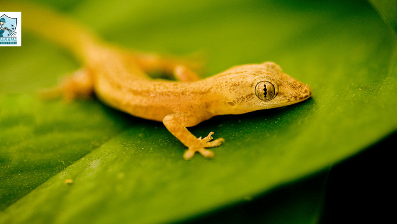 Some Effective Ways That Show How to Get Rid of Lizards