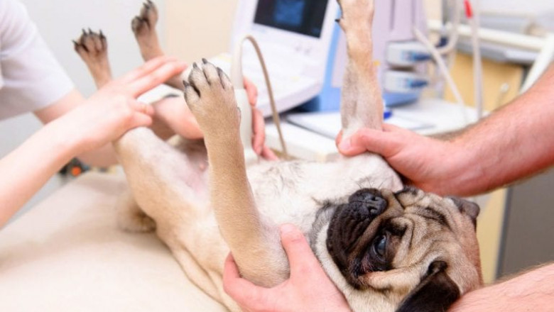 Animal Ultrasound Market Share Forecast 2027 | Research Informatic