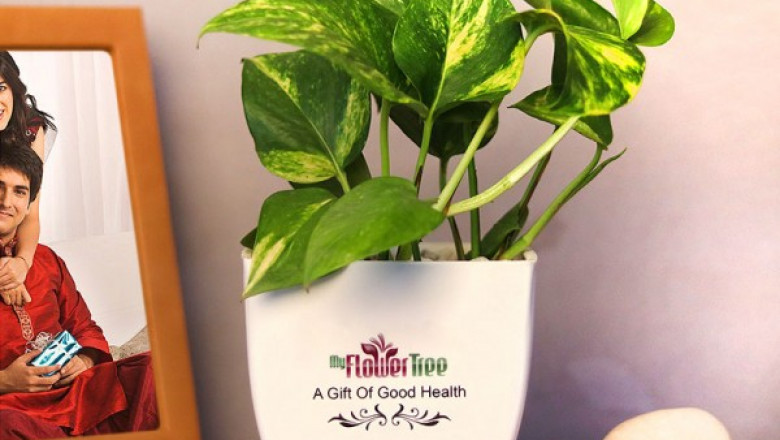 Inspiring Plants Online India To Give a Special Feel To Your Home
