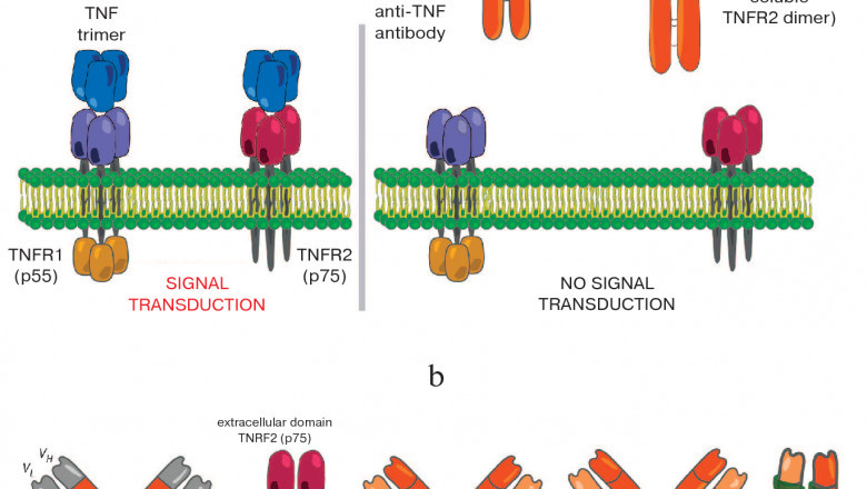 Protein Therapies Use Recombinant Therapeutic Antibodies and Proteins Produced With Advanced DNA Technology