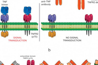 Protein Therapies Use Recombinant Therapeutic Antibodies and Proteins Produced With Advanced DNA Technology