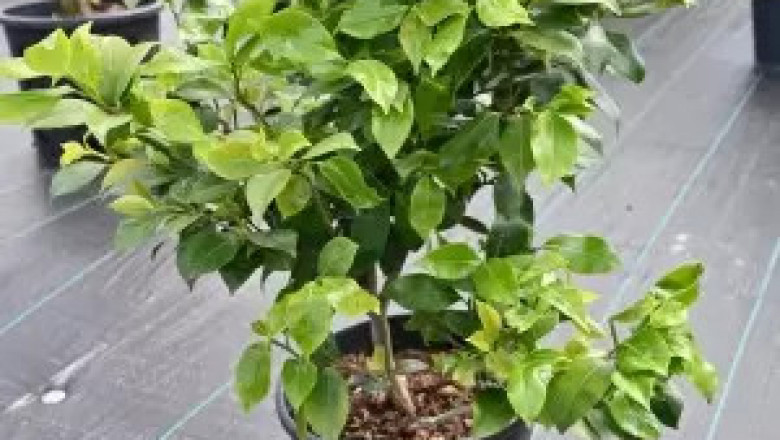 Plants For Outdoor Garden | Decoplants.ie