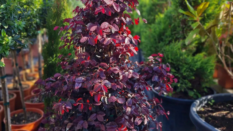 Plants For Outdoor Garden