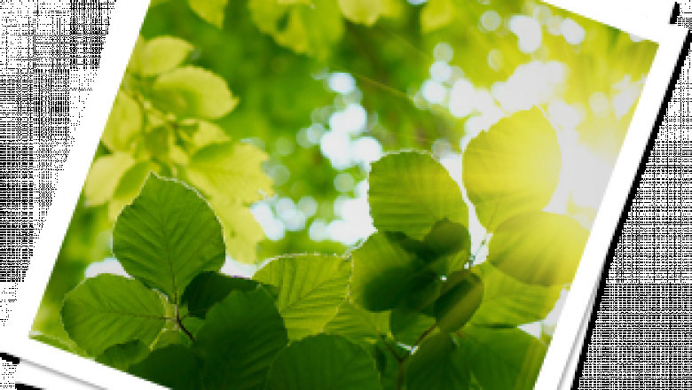 Benefits of opting for professional tree removal services before yard projects