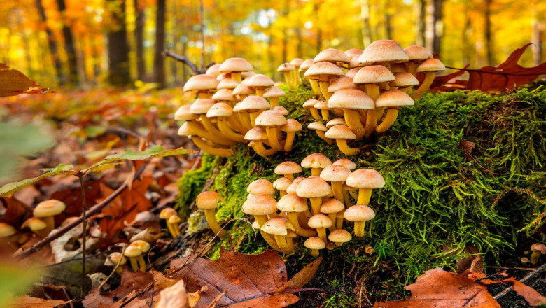 Global Mushroom Cultivation Market Growth, Size, Share and Forecast 2027