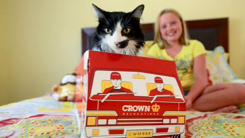 Moving interstate or overseas with cats?