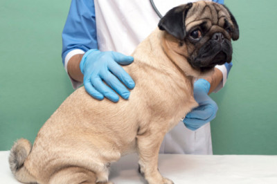 Pet Wellness Exams in New South Wales | Dog Wellness Check