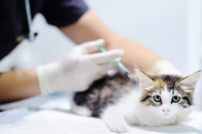 Veterinary Vaccine Market Share, Revenue and Growth Analysis Report Till 2028 | Value Market Research