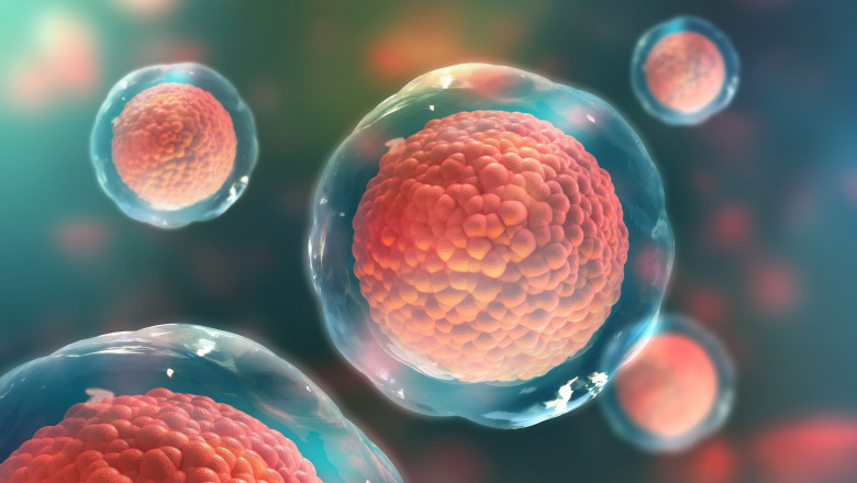 Pluripotent Stem Cells Give Rise to Cells From All Germ Layers But Not Extraembryonic Structures