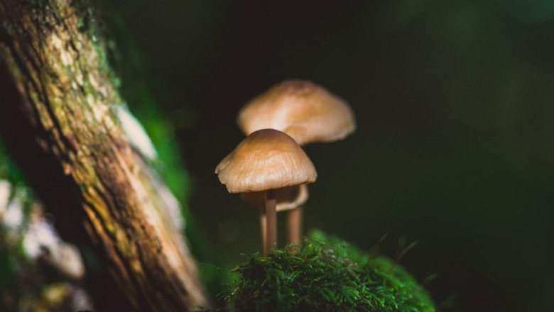 Where to Buy Shrooms Online & How Much are They?