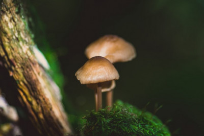 Where to Buy Shrooms Online & How Much are They?