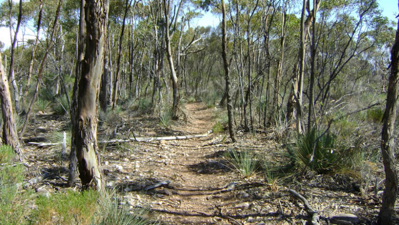 Benefits of Employing a Tree Removal Service