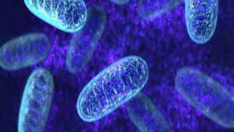 Global Leigh Syndrome Treatment Market 2022: COVID-19 Impact Analysis and Industry Forecast Report