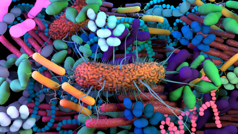 Several functions of the human microbiome are important in modern healthcare