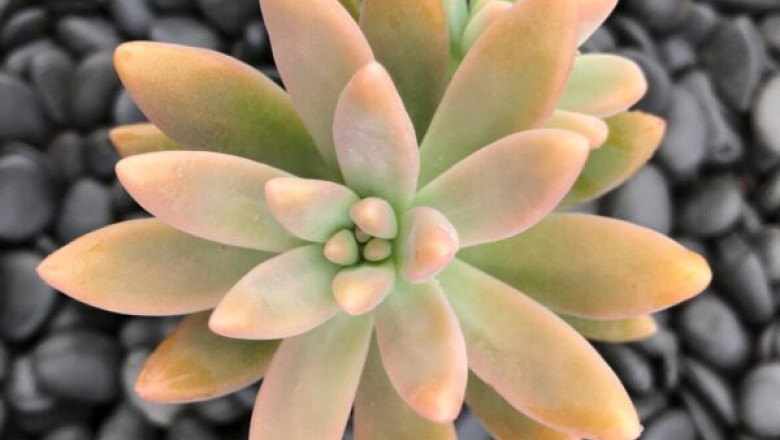 Why my succulents are dying?