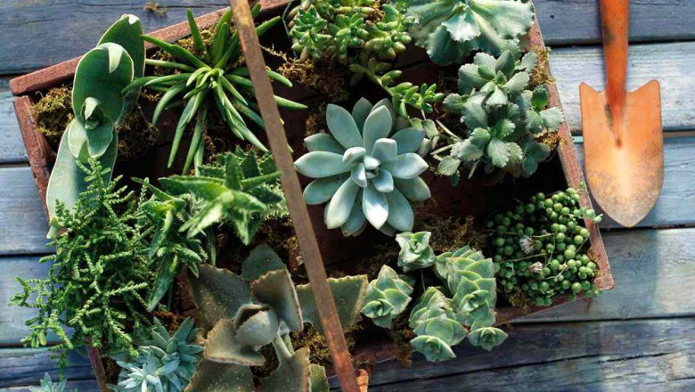 Giving Plants As Gifts: The Dos And Don'ts