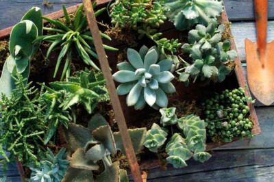 Giving Plants As Gifts: The Dos And Don'ts