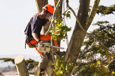 Top Signs You Need to Hire Tree Trimming in Sacramento