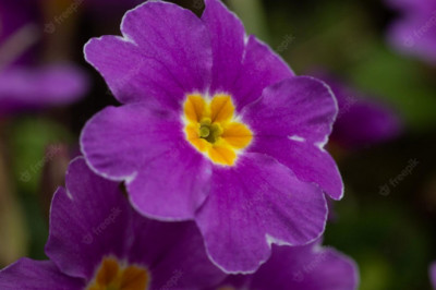 What You Need To Know About Your Garden Centre: Dobbies Garden Centres