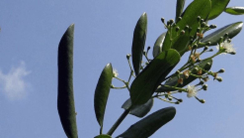 Allspice Essential Oil