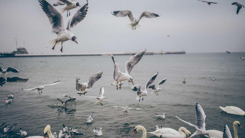 the most influential people in the buy flephedrone online industry