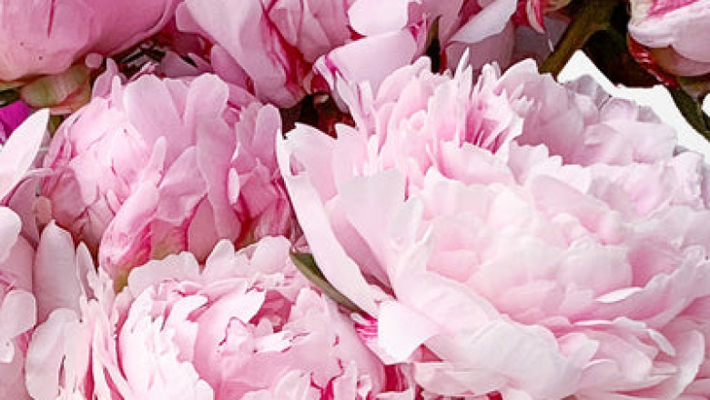 Features of a Trustworthy Online Flower Delivery service Services