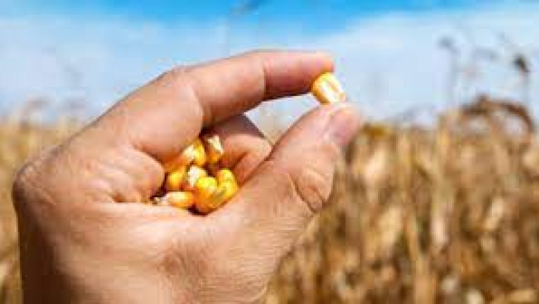 Global Biological Seed Treatment Market Share, Size, Gorwth and Forecast 2022-2027
