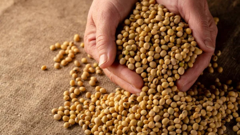 India Seed Treatment Market Share, Size, Gorwth and Forecast 2022-2027