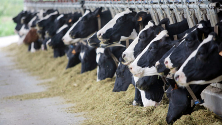 Peru Animal Feed Market Share, Size, Gorwth and Forecast 2022-2027