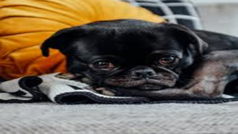 Animal Derivatives Market Size, Growth, Industry Demand and Forecast, 2022–2028