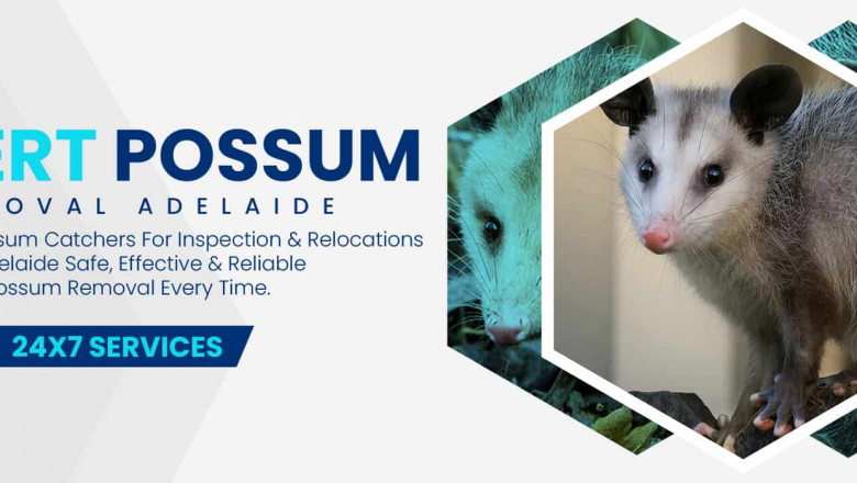 Humane Possum Removal Adelaide SA