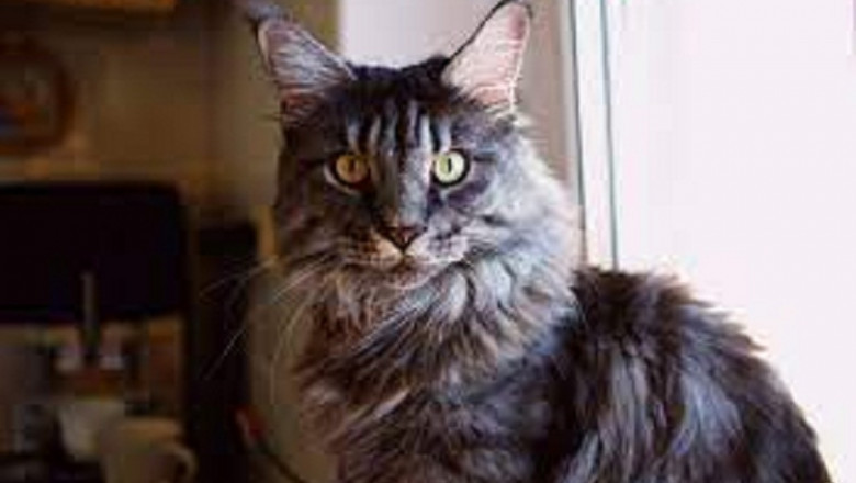 Maine Coon kittens for adoption: Why Rescuing These Cats Is So Important