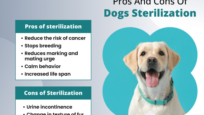 Pros And Cons Of Dogs Sterilizations