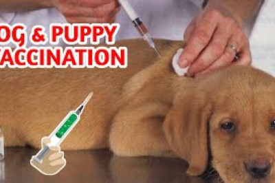 Dog Vaccines Market Size, Share, Regional Overview and Global Forecast to 2028