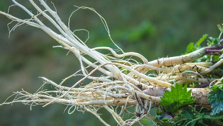 Nettle Root Extract Market to Reach US$ 2367.37 million by 2030