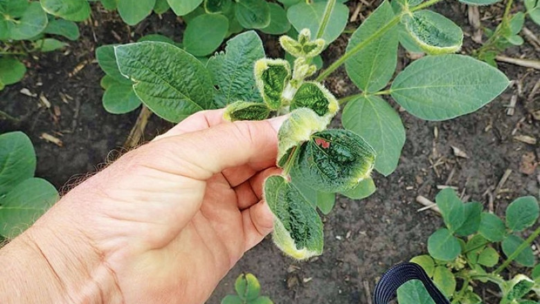 Europe Dicamba Herbicide Market Share, Size, Growth and Forecast 2027