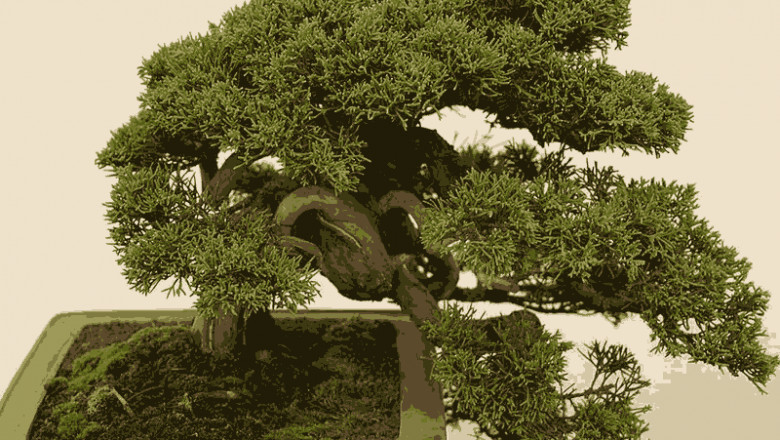 Asia Pacific Bonsai Market Share, Size, Growth and Forecast