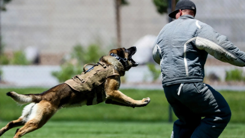 Our experienced Dog Bite Attorney can help you get the compensation you deserve