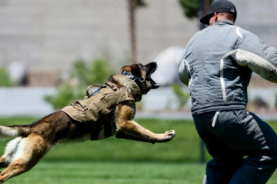 Our experienced Dog Bite Attorney can help you get the compensation you deserve