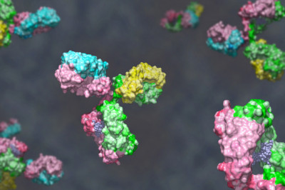 Things to know about Bispecific Antibodies